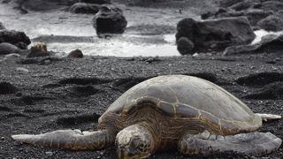 ホヌがわんさか！