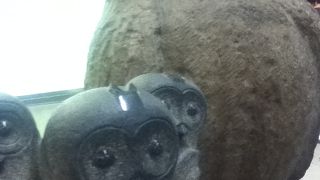 見つけにくい可愛いふくろう象