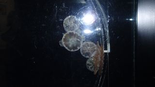 見事なリニュ−アル