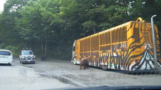 ライオンの赤ちゃんの抱っこ