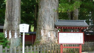 さまざまな御神木があります