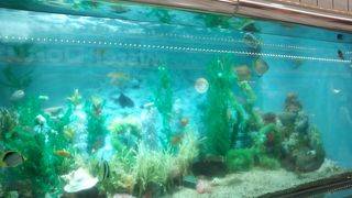 かわいい水族館