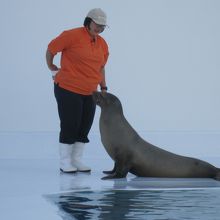 アシカショーのお姉さん。良く手懐けているようでした。