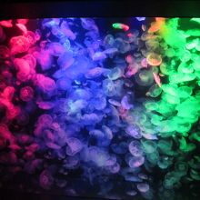 ３色のクラネタリウム。常時３０種以上のクラゲが群舞。