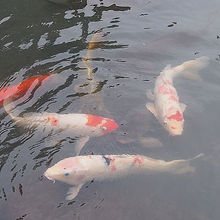 鯉が大量に泳いでました。