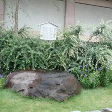 旧講堂の礎石と桔梗、萩