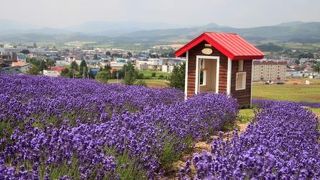 お花畑の名所です