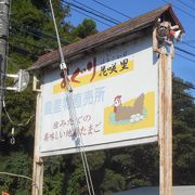 産みたて卵