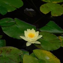 睡蓮の池の、ジヴェルニーから株分けした睡蓮