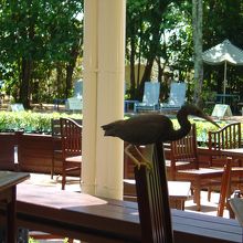 隣のテーブルの椅子に普通に止まる鳥。結構でかい。