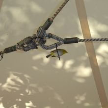 天井で鳴いていた小鳥