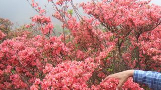 葛城高原つつじの旅