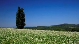 美瑛の丘の代表です