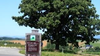 美瑛のタバコシリーズの木