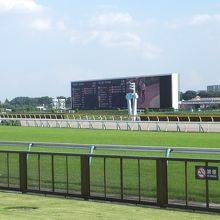 東京競馬場