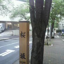 坂の上端部の桜の木の傍に建てられている桜坂の標識柱です。