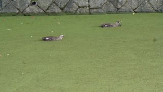 言葉で伝えるのは難しい光景でした