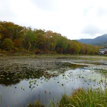 対岸の紅葉林と池に移る景色が最高