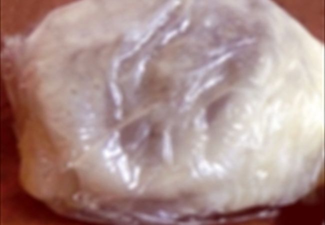 素朴な味わいを堪能しました