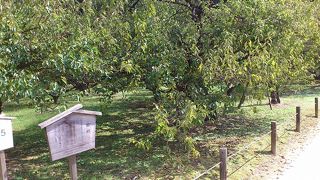 紅白が約１００本