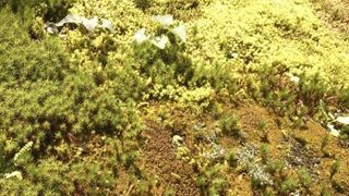 苔にも注目してほしい