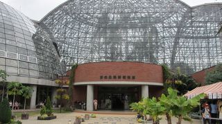 果物がなってます