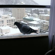 運が良ければ幸福の鳩が窓辺に遊びに来ますのでご褒美をあげてね