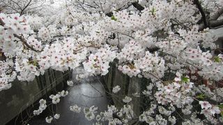 お花見スポット