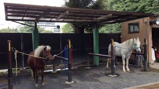 地元の子供に人気です