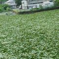 嬉野温泉　嬉野館 写真