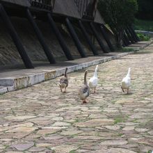 パトちゃん行進中