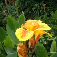 カンナが咲き乱れていました