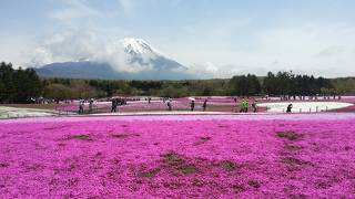 富士山と芝桜