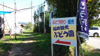 福井観光ぶどう園