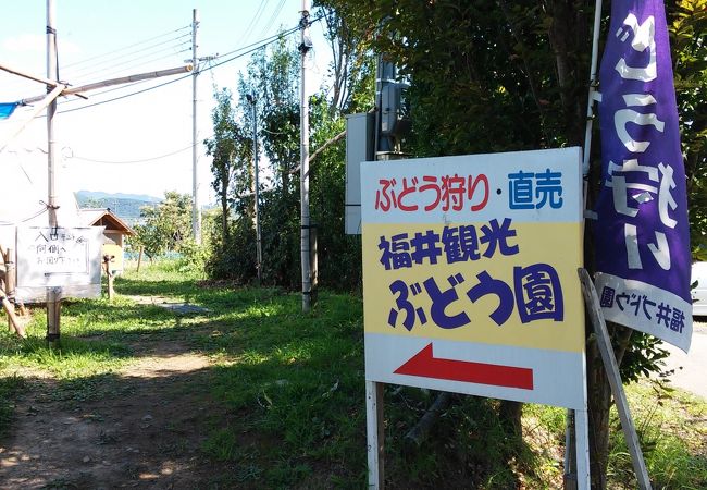 福井観光ぶどう園