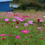 高崎市鼻高展望花の丘　花の美しさと絶景