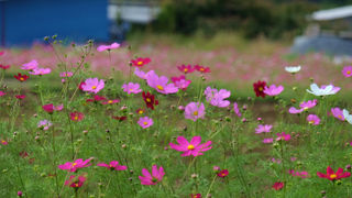 高崎市鼻高展望花の丘　花の美しさと絶景