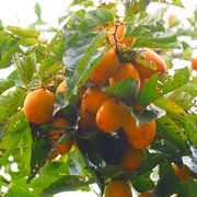 植物が自然に楽しめる植物園です