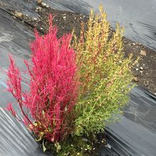 半分紅葉、半分みどりのコキア！