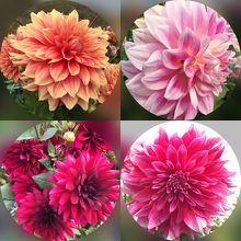 ダリアは綺麗に咲いていました