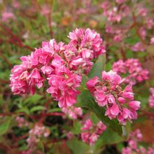 赤そばの花