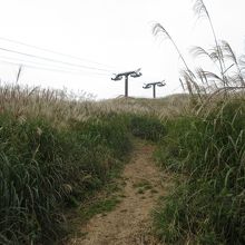 ススキ路は散策できます