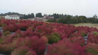 コキアパーク ♪