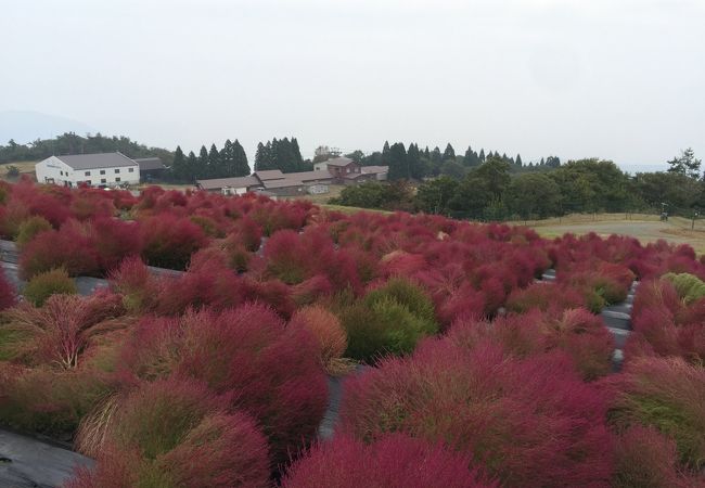 びわこ箱館山ゆり園 クチコミ アクセス 営業時間 今津 フォートラベル びわこ箱館山ゆり園 クチコミ アクセス 営業時間 今津 フォートラベル