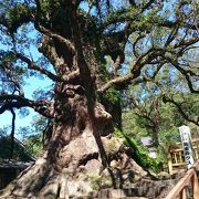 日本一の巨樹 大楠