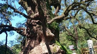 日本一の巨樹 大楠