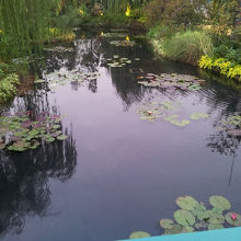 睡蓮の池