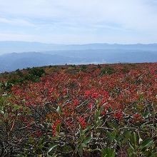 低い灌木の紅葉は初めて見ました
