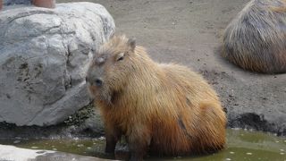 生き生きとした動物たちの姿