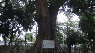 樹齢千数百年の巨木